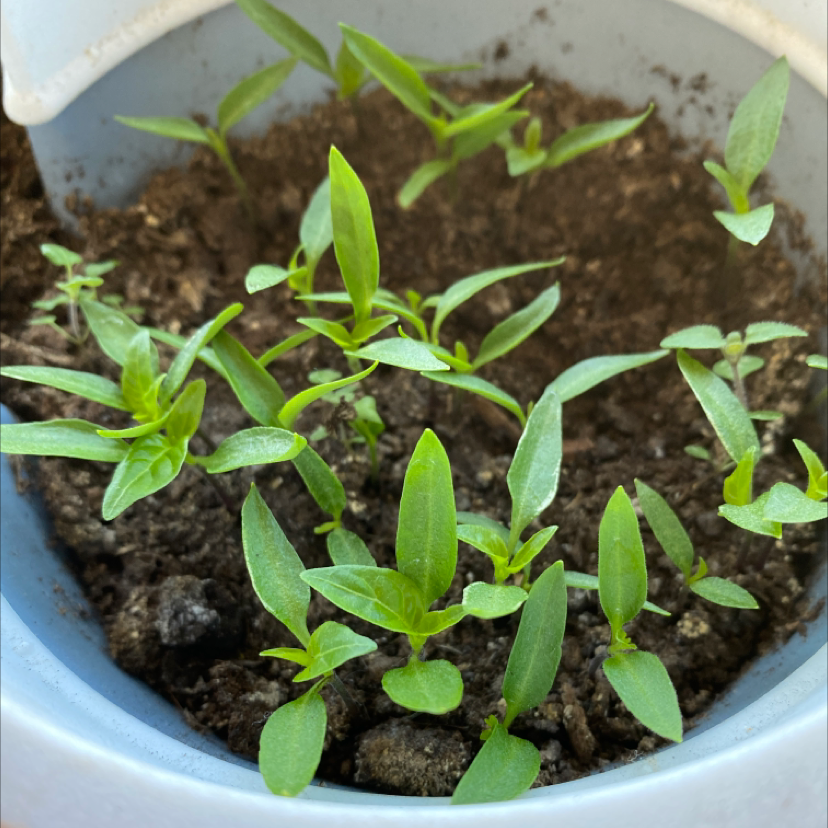 Young Tabasco Pepper plants in a pot with visible soil, appearing healthy.