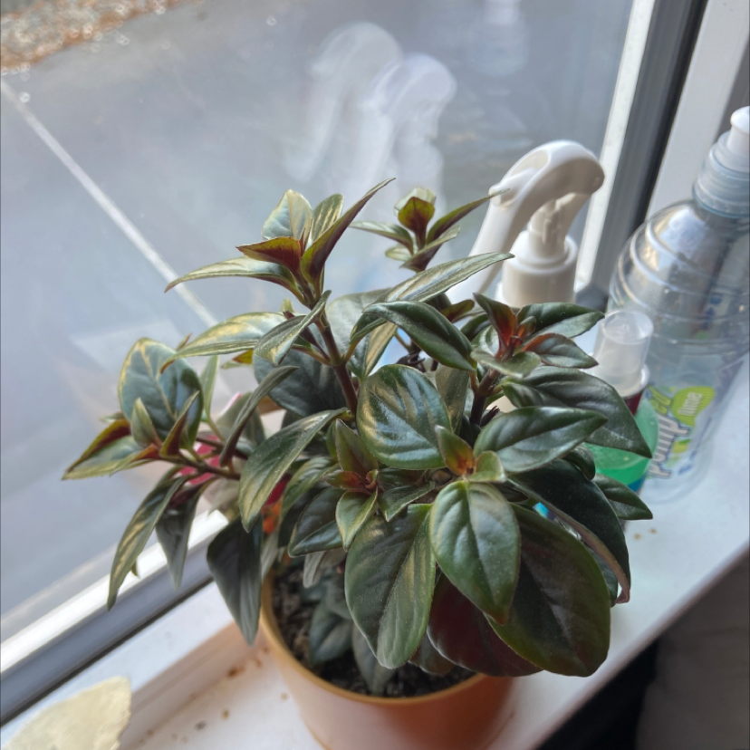 Potted Hairy Joyweed plant on a windowsill with healthy dark green leaves.