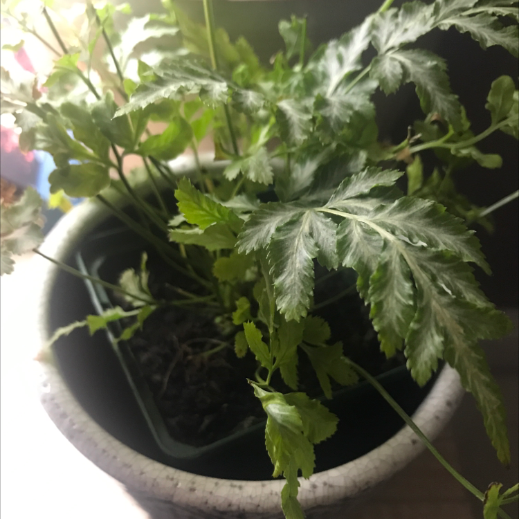 Image of a healthy Brake Fern in a pot with green fronds.
