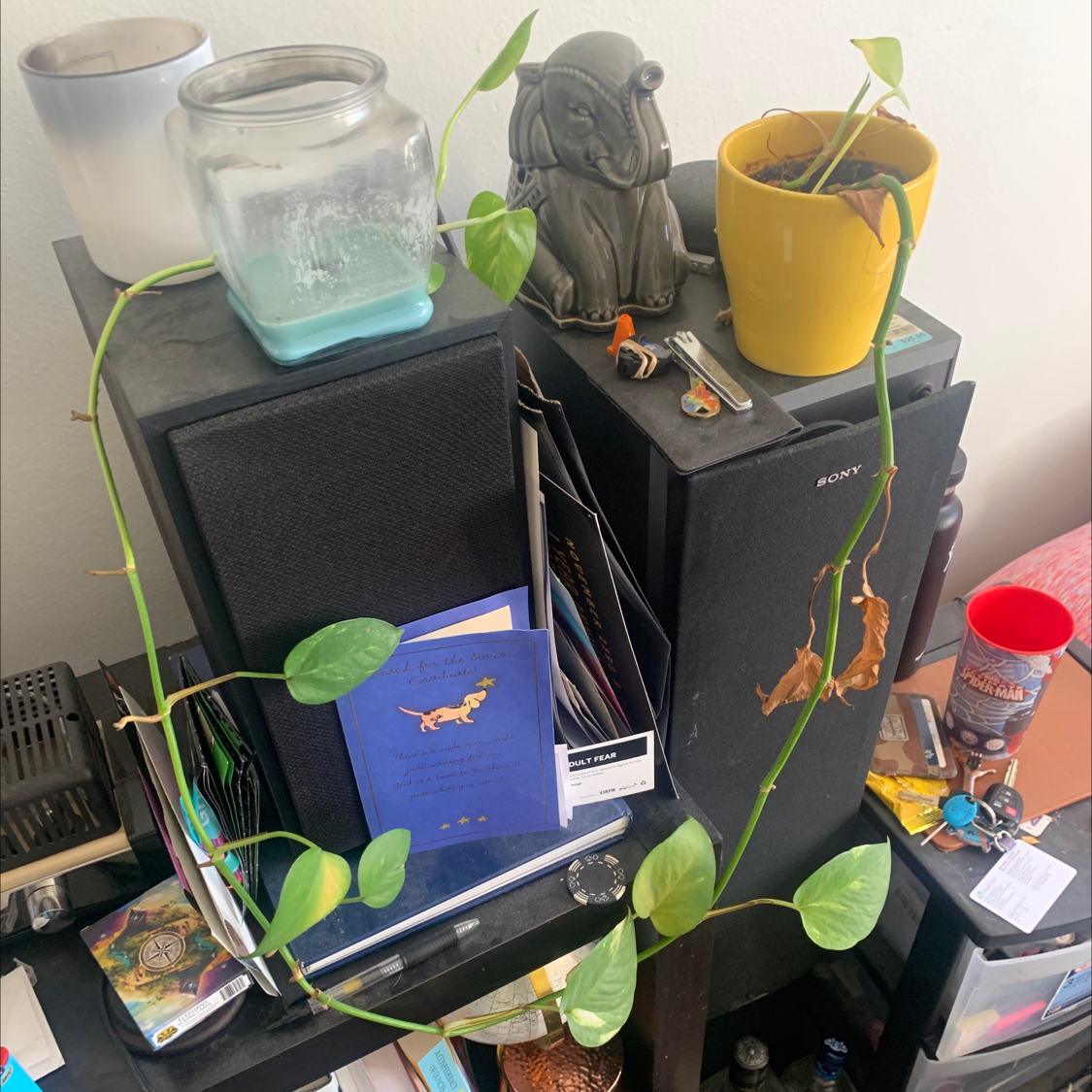 Golden Pothos plant with trailing vines and heart-shaped leaves in a yellow pot on a shelf.