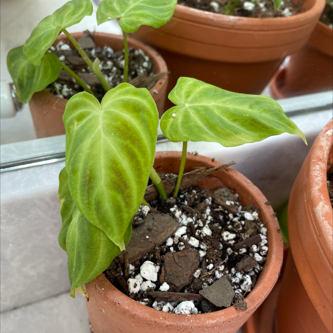 Photo of the plant species Ecuador Philodendron by @Charmango named Verrucosum on Greg, the plant care app