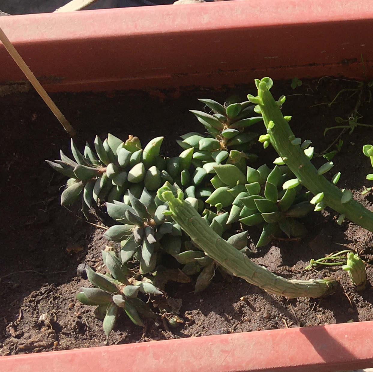 Anacampseros 'Sunrise' succulent in a rectangular planter with visible soil.