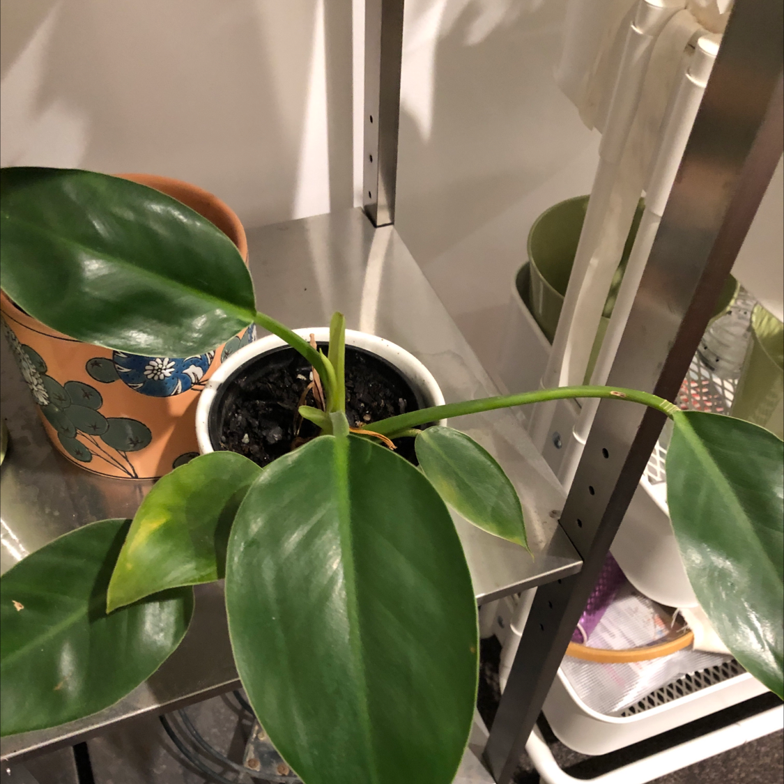 Philodendron 'Congo' plant with large green leaves, slight yellowing on one leaf, potted on a shelf.
