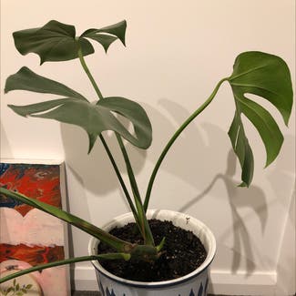 Monstera plant in Castlemaine, Victoria
