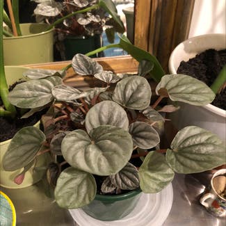 Silver Frost Peperomia plant in Castlemaine, Victoria