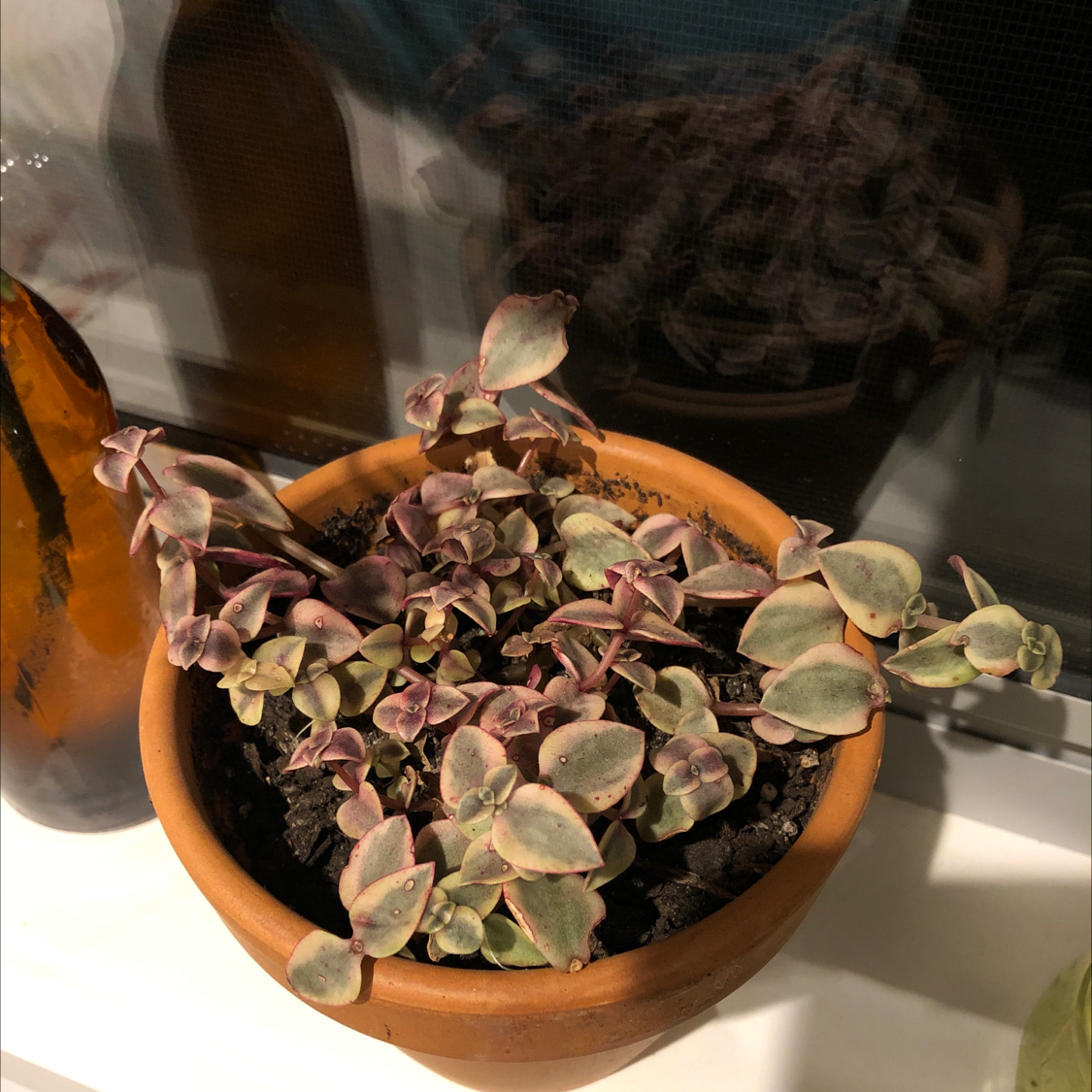 A potted Crassula Pellucida plant with vibrant heart-shaped leaves in shades of green, purple and pink, held by hands.