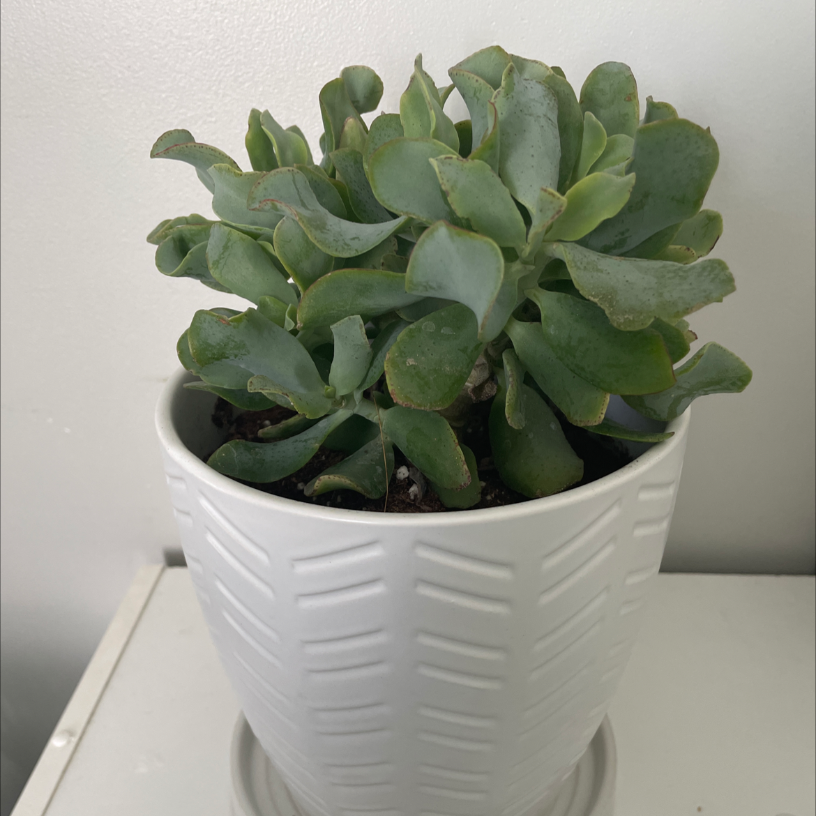 Ripple Jade plant in a white pot, appears healthy with green leaves.