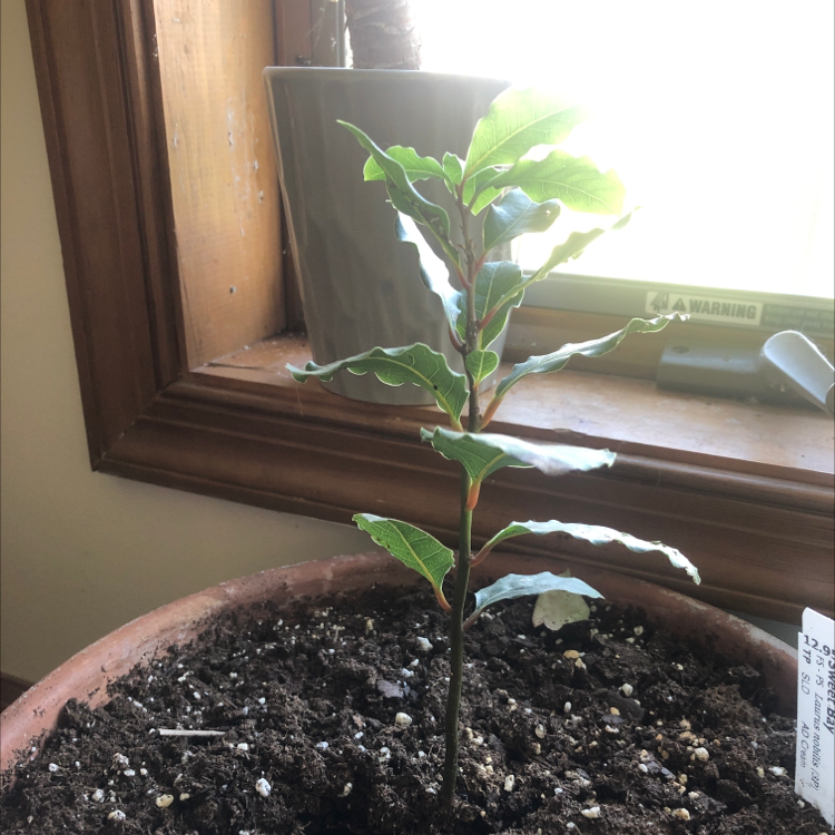 A young Bay Laurel plant in a pot near a window with visible soil.