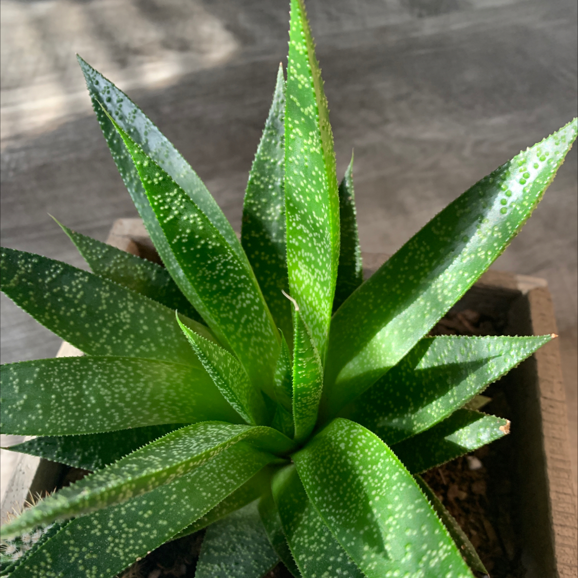 Healthy Bredasdorp Gasteria plant with green leaves and white speckles in a pot.