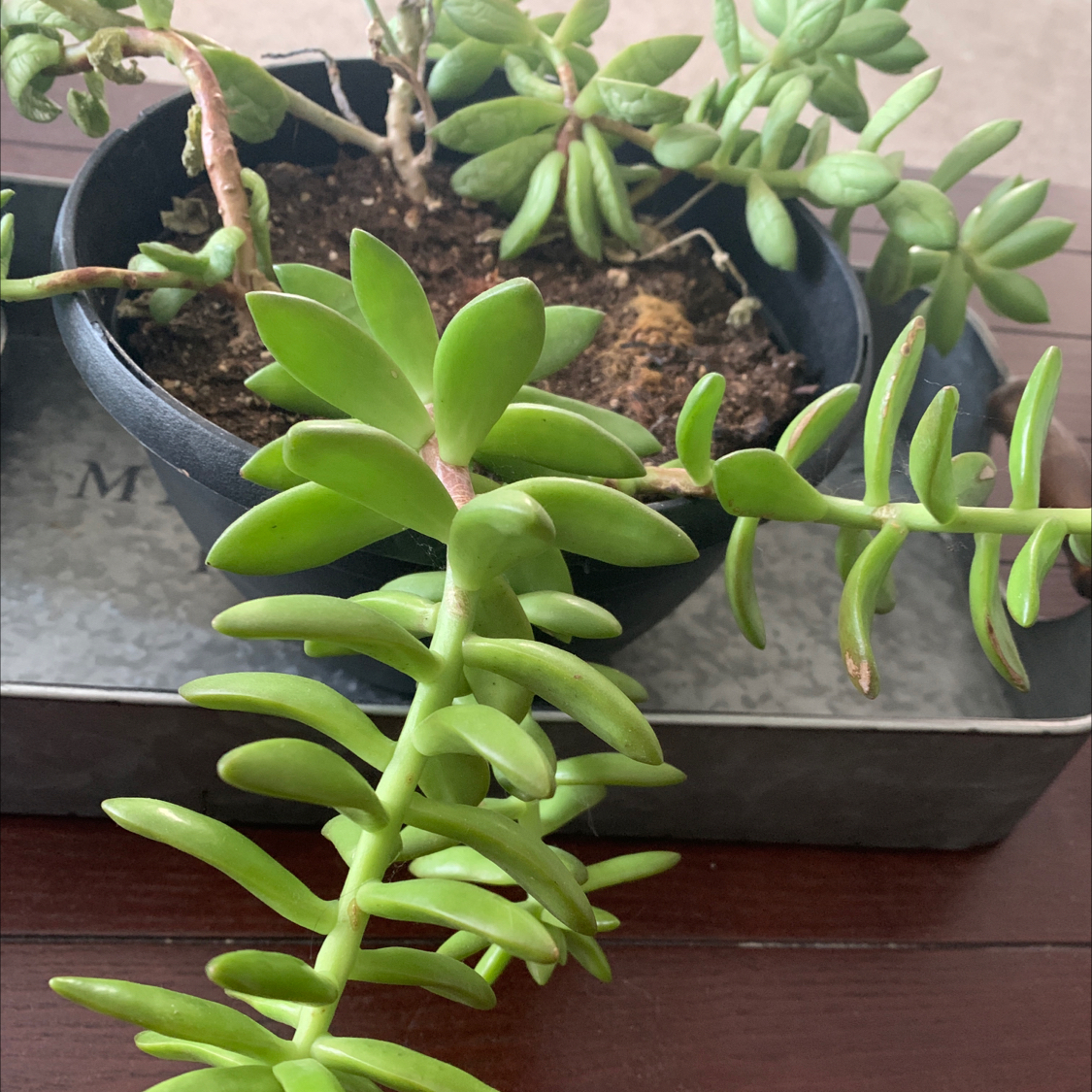 Sedum adolphi 'Golden Glow' plant in a pot with visible soil and healthy green leaves.