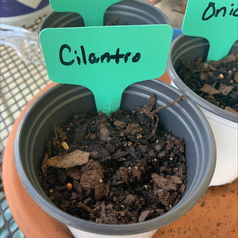 Pot labeled 'Cilantro' with soil but no visible plant growth.