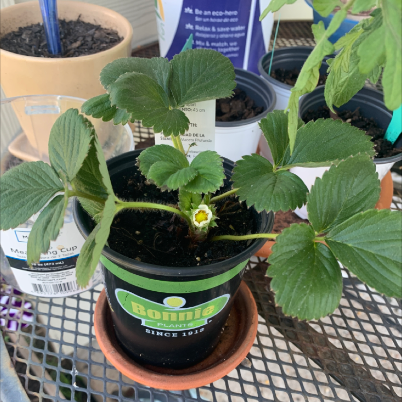 Potted California Strawberry plant with healthy green leaves and a small flower bud.