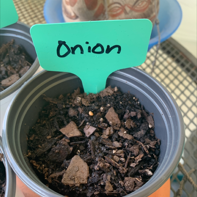 Pot labeled 'Onion' with visible soil but no visible plant growth.