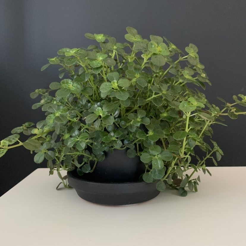 Healthy, lush Pilea Baby Tears plant with dense green rounded leaves on trailing stems in a black pot.