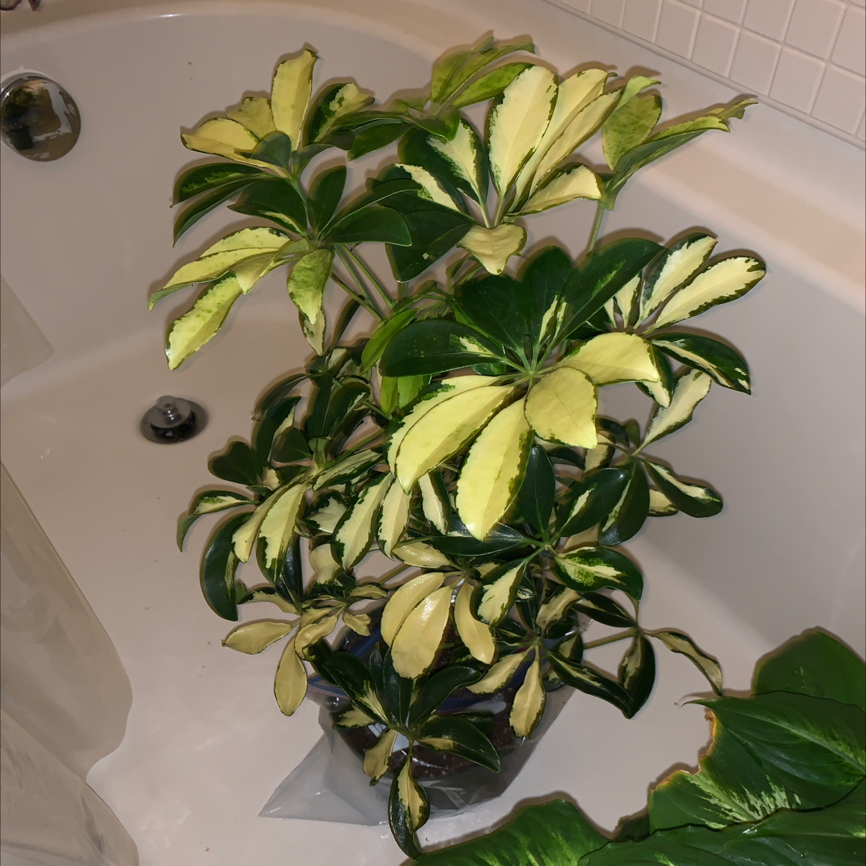 Healthy dwarf umbrella tree plant with lush green and yellow variegated leaves in a white basin, appearing well-cared for and thriving.