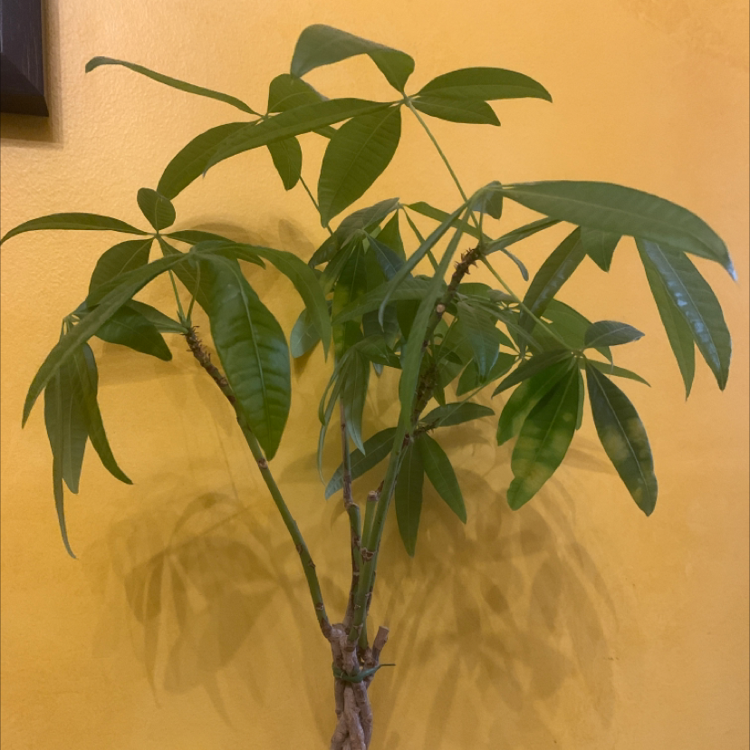 Money Tree plant photo by Anya named Ronaldo on Greg, the plant care app.