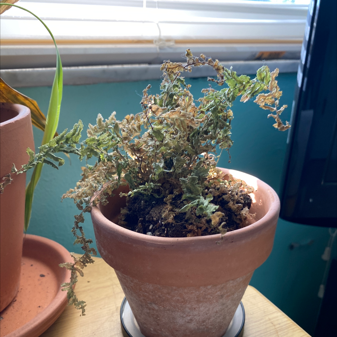Boston Fern plant photo by @0ralbtoothpaste named Fern. on Greg, the plant care app.
