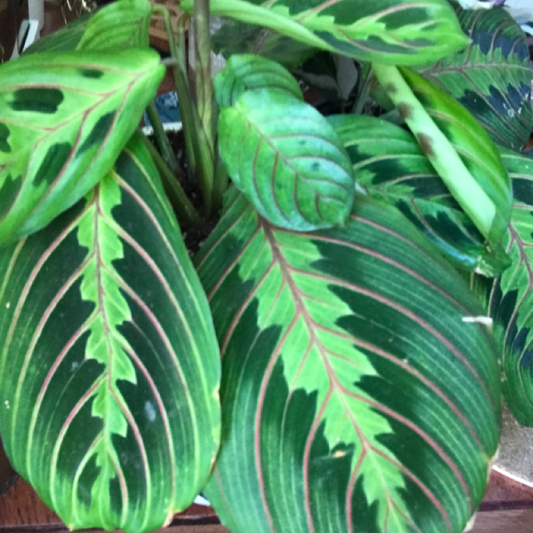 Green Prayer Plant plant photo by @KatieL named Mary on Greg, the plant care app.