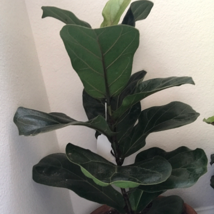 Fiddle Leaf Fig plant photo by @KatieL named Fig on Greg, the plant care app.