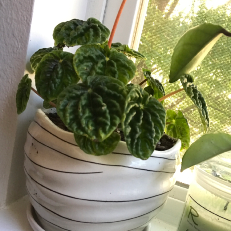 Peperomia Caperata plant photo by @KatieL named Cassie on Greg, the plant care app.