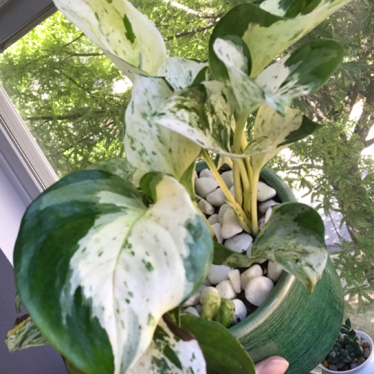 Marble Queen Pothos plant photo by @KatieL named Aelin on Greg, the plant care app.