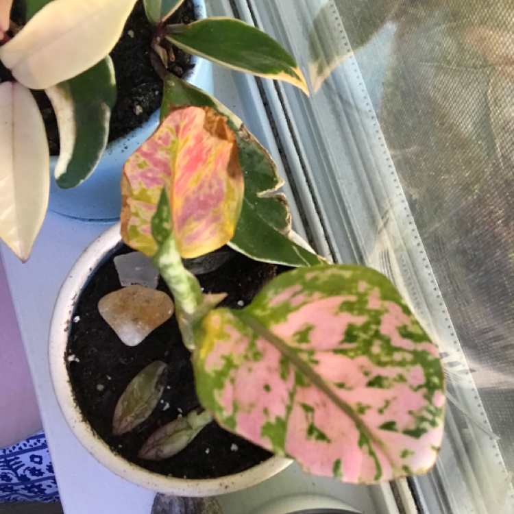 Chinese Evergreen plant photo by @KatieL named Kisa on Greg, the plant care app.