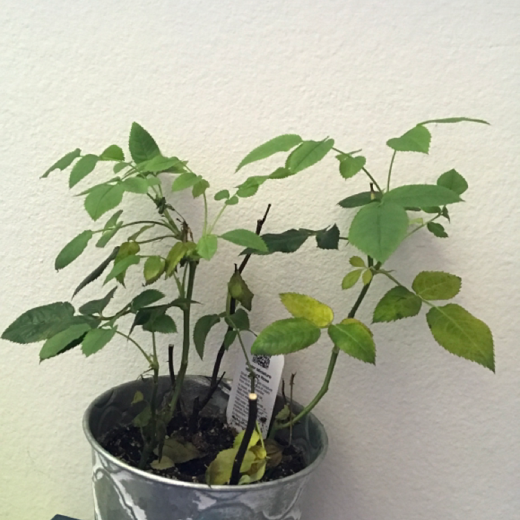 Miniature Rose plant photo by @KatieL named Rose on Greg, the plant care app.