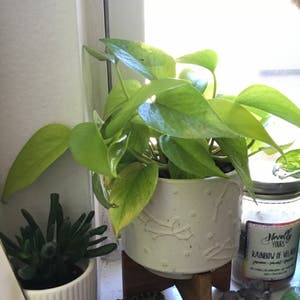 Neon Pothos plant photo by @KatieL named Neo on Greg, the plant care app.