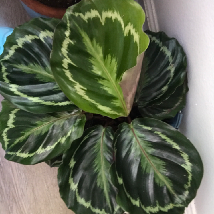 Calathea 'Medallion' plant photo by @KatieL named Kiera on Greg, the plant care app.
