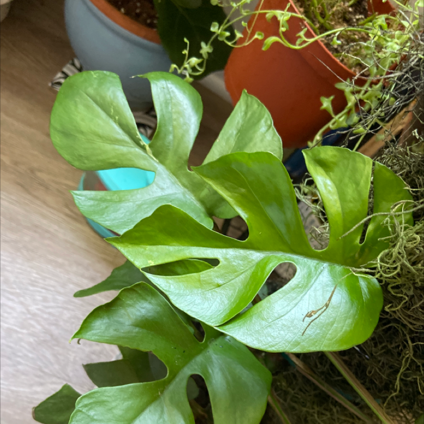Photo of the plant species Rhaphidophora foraminifera by @KatieL named Ginny on Greg, the plant care app