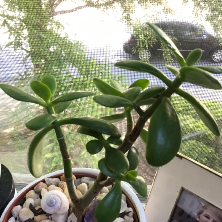 Lucky Plant plant photo by @KatieL named Jade on Greg, the plant care app.