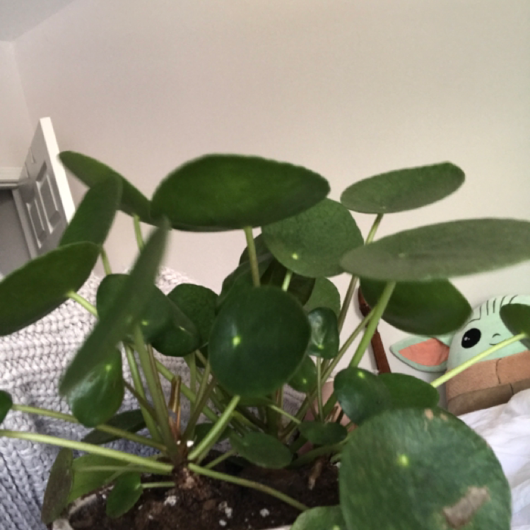 Chinese Money Plant plant photo by @KatieL named Pippa on Greg, the plant care app.