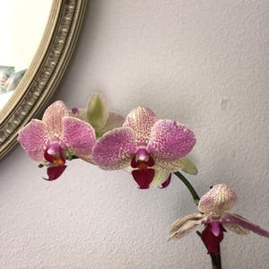 Easter Orchid plant photo by @KatieL named Ophelia on Greg, the plant care app.