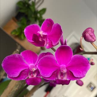 Blume Moth Orchid plant in Somewhere on Earth