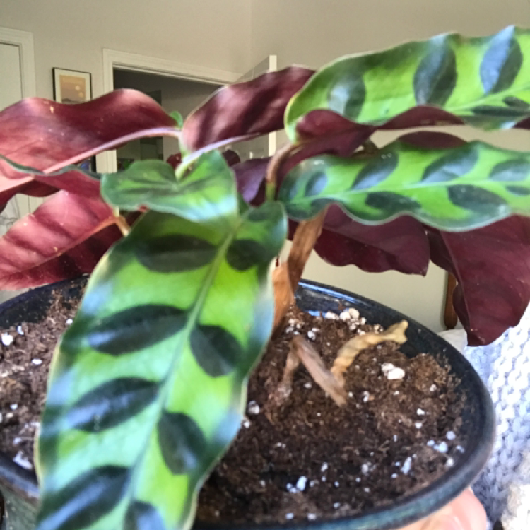Rattlesnake Plant plant photo by @KatieL named Dakota on Greg, the plant care app.