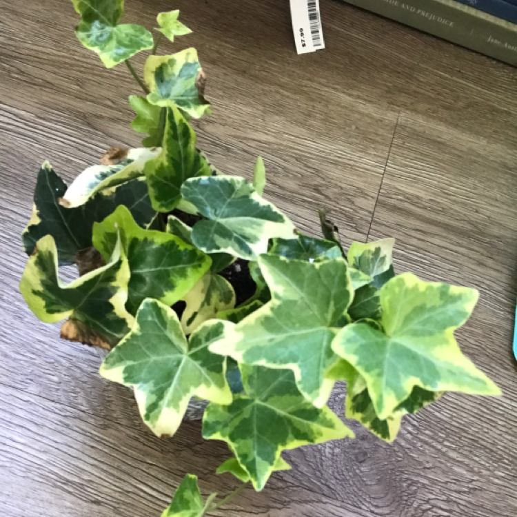 English Ivy plant photo by @KatieL named Elizabeth on Greg, the plant care app.