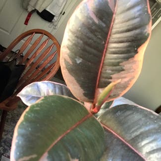 Variegated Rubber Plant plant in Somewhere on Earth