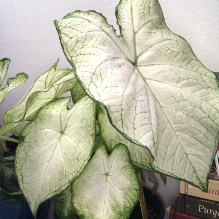 Photo of the plant species Florida Moonlight Caladium by @KatieL named Carina on Greg, the plant care app