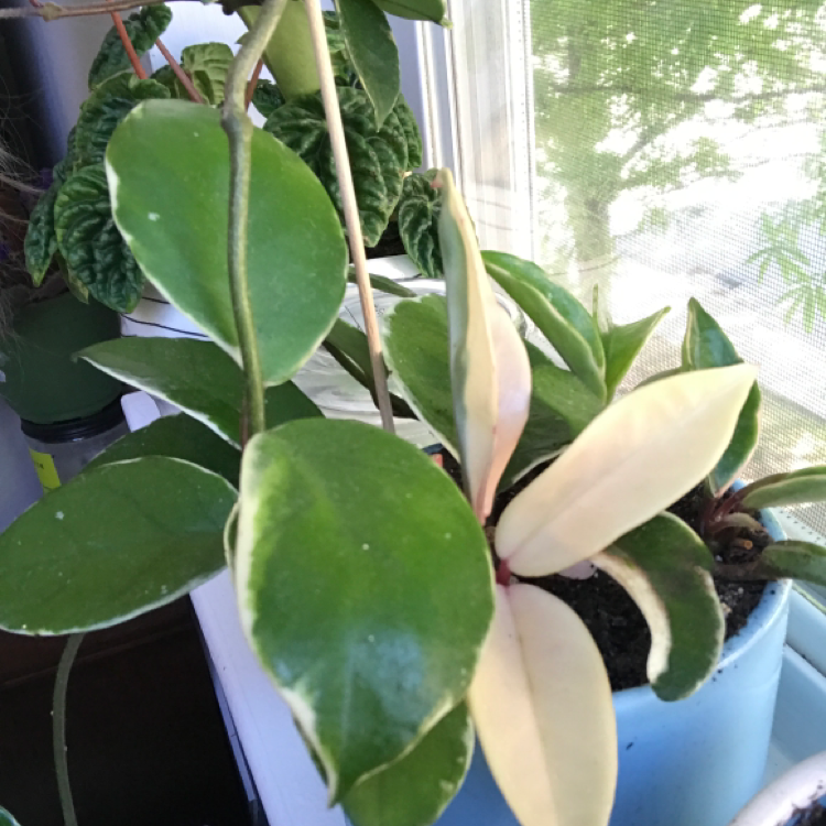 Variegated Hoya carnosa 'Compacta' plant photo by @KatieL named Aurora on Greg, the plant care app.