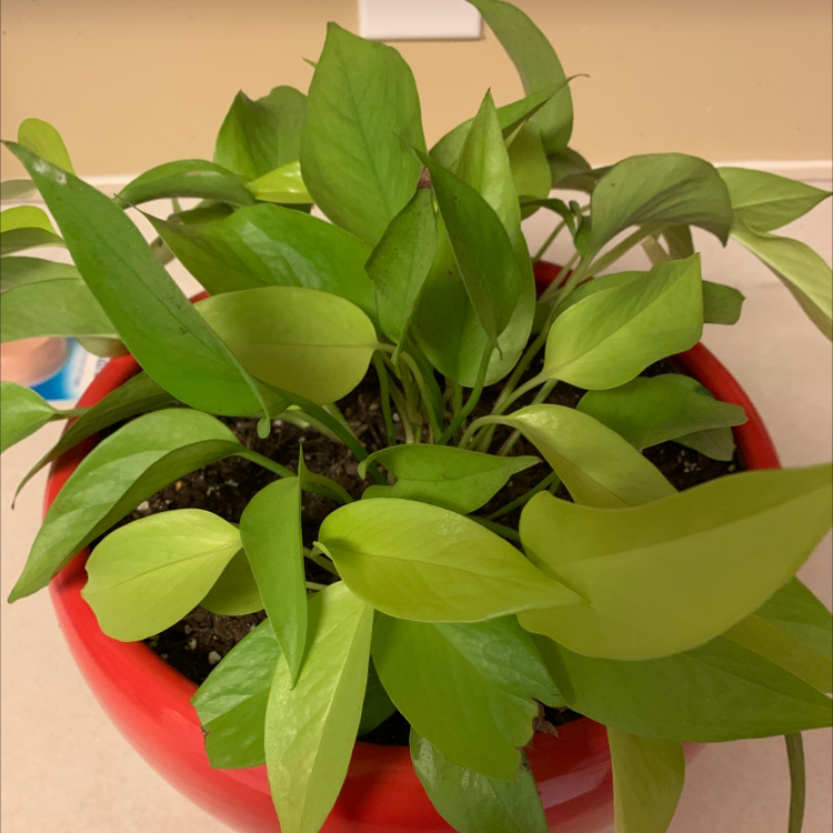 Neon Pothos plant in a red pot with vibrant green leaves.