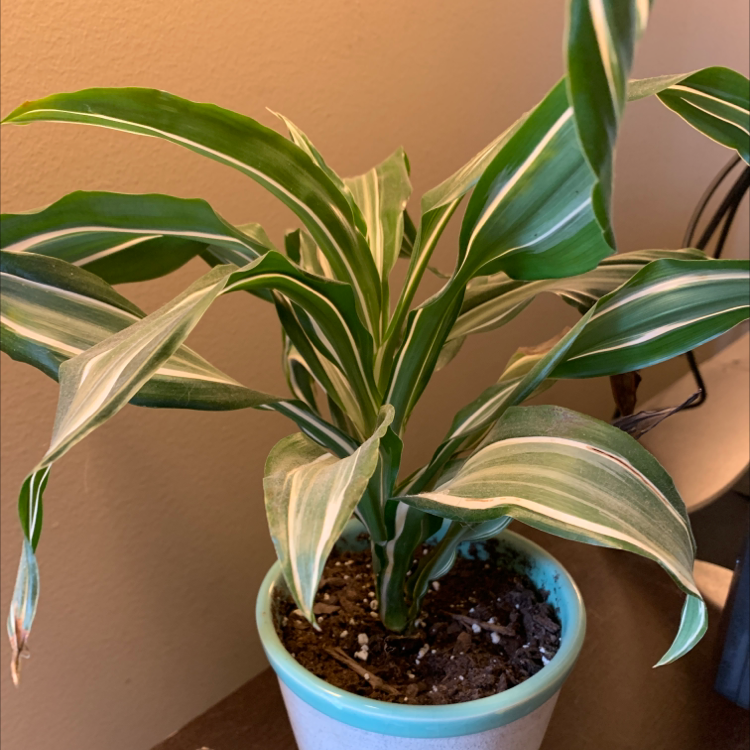 Photo of the plant species White Jewel Dracaena by @gabbiest named Emerald on Greg, the plant care app