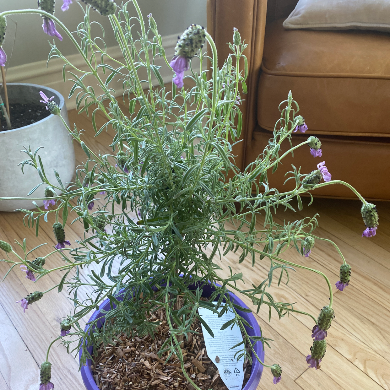 Potted lavender plant with purple flowers indoors near a couch.