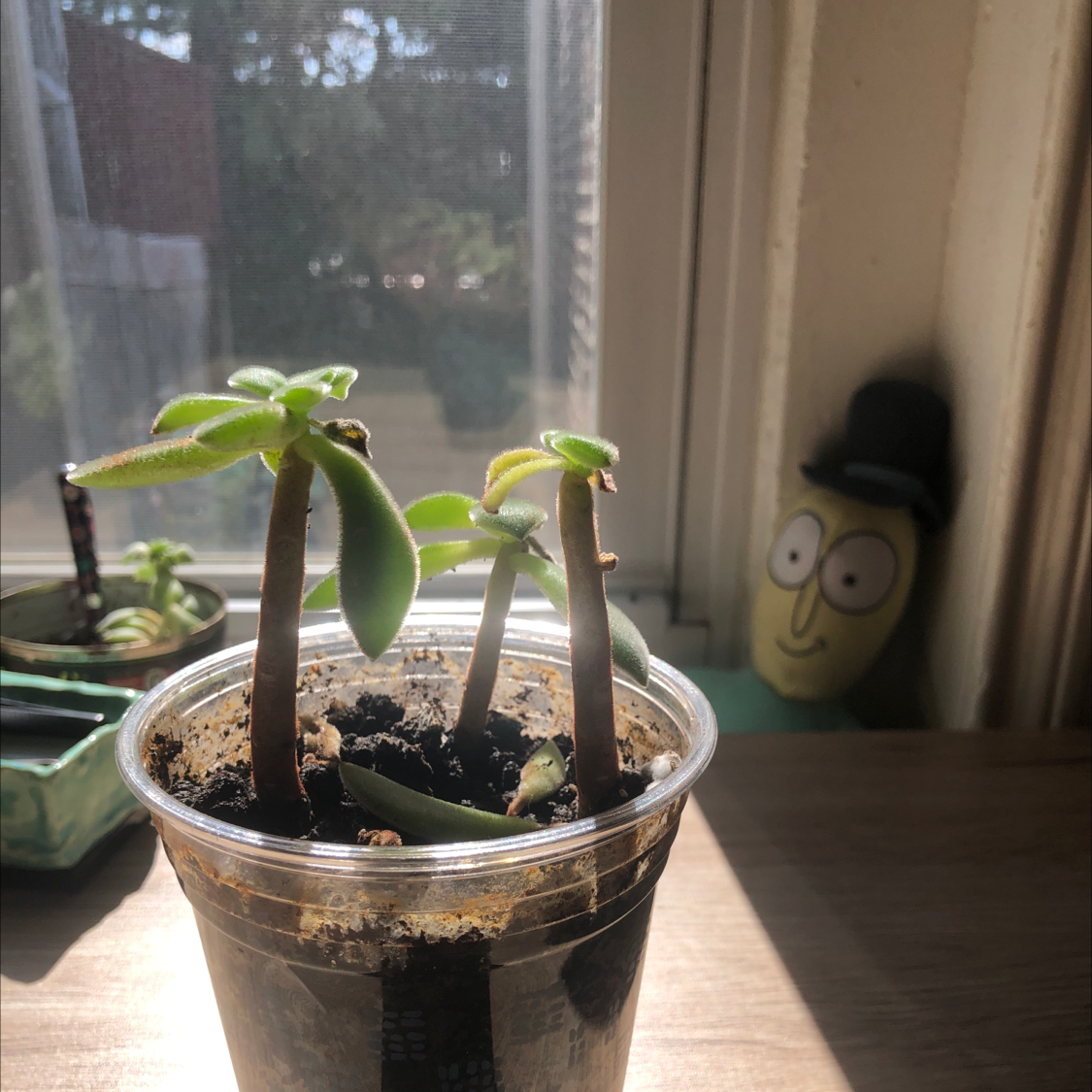 Plush Plant in a clear plastic cup with visible soil, another plant and a decorative item in the background.