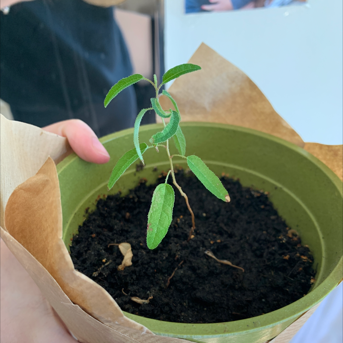 Photo of the plant species Narrow-leaved Peppermint by Felicity named Eugine the Eucalyptus on Greg, the plant care app