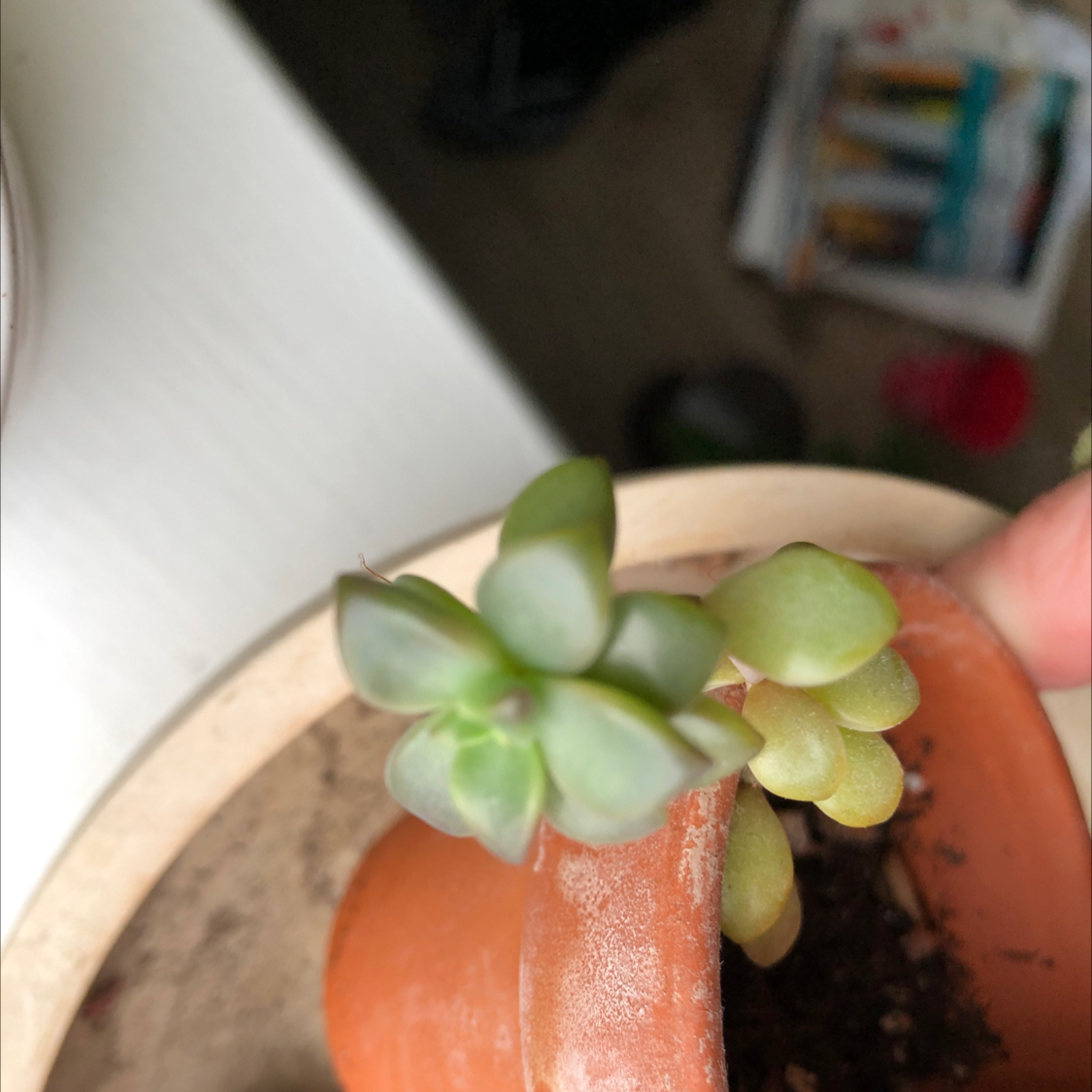 Photo of the plant species Beautiful Graptopetalum by @Christym named Your plant on Greg, the plant care app