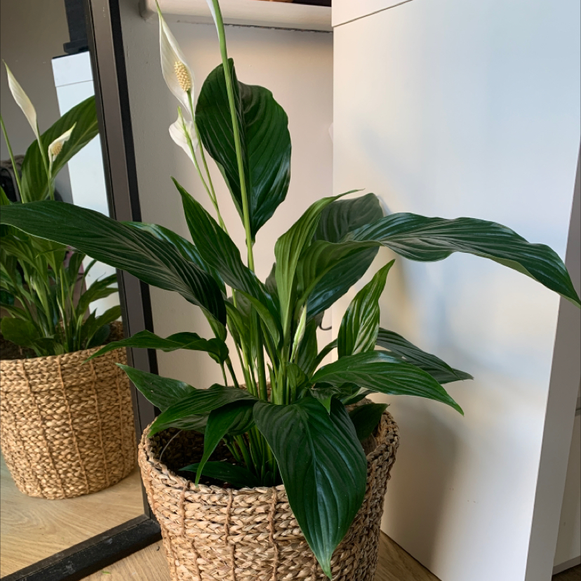 Peace Lily plant photo by @h0lliebutcher named octavia on Greg, the plant care app.