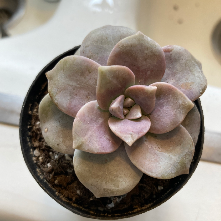 A healthy Five Stamen Graptopetalum succulent in a small pot with visible soil.
