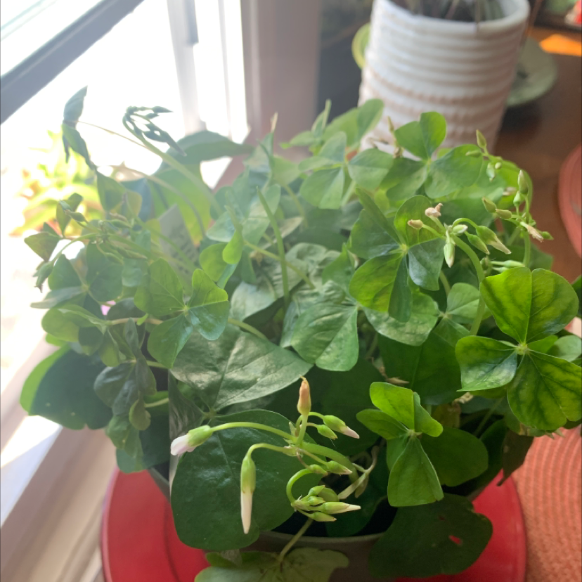 A healthy purple shamrock plant with vibrant green and purple foliage, well-framed and centered in the image.