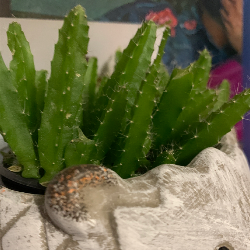 Dragonfruit plant photo by @kenzie.sandusky named Pokey on Greg, the plant care app.