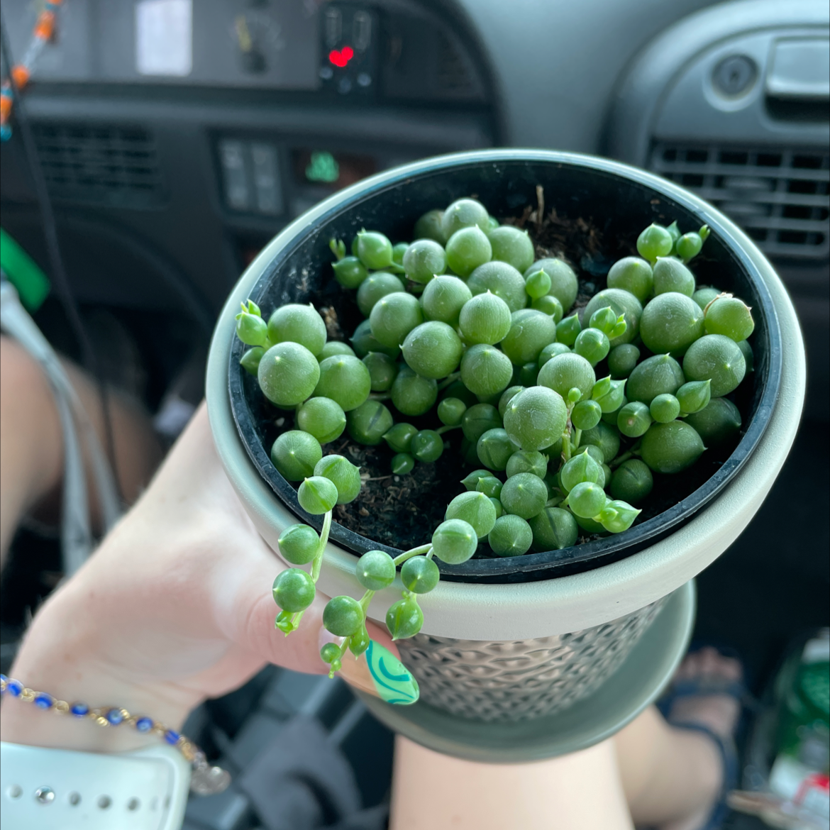 String of Pearls plant photo by @kenzie.sandusky named miss pea on Greg, the plant care app.